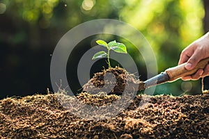 Planting trees growth passion fruit and hand Watering in nature Light and background