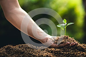 Planting trees growth passion fruit and hand Watering in nature Light and background