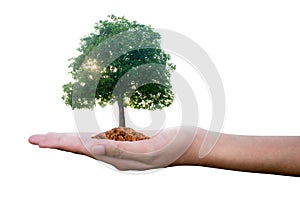 Planting trees on a silver coin in the hands of two hands that are completely separated from the background.