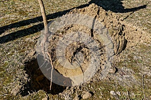 Planting trees in the spring. the roots of a young tree