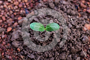 Planting trees to create a living.