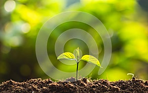 Planting trees Tree Care save world,The hands are protecting the seedlings in nature and the light of the evening