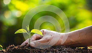 Planting trees Tree Care save world,The hands are protecting the seedlings in nature and the light of the evening