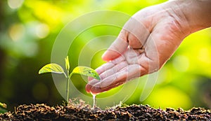 Planting trees Tree Care save world,The hands are protecting the seedlings in nature and the light of the evening