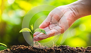 Planting trees Tree Care save world,The hands are protecting the seedlings in nature and the light of the evening