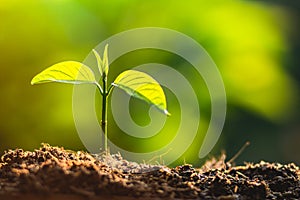 Planting trees Tree Care save world,The hands are protecting the seedlings in nature and the light of the evening