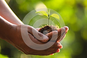 Planting trees Tree Care save world,The hands are protecting the seedlings in nature and the light of the evening