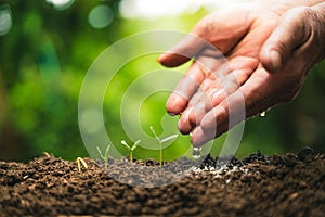 Planting trees.Tree growth,Seedling In nature Green and gold