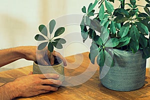 Planting a tropical plant schefflera scion  in a pot photo