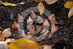 Planting tulip bulbs in a flower bed during a beautiful sunny autumn afternoon. Growing tulips. Fall gardening.