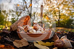 Planting tulip bulbs in a flower bed during a beautiful sunny autumn afternoon. Growing tulips. Fall gardening.