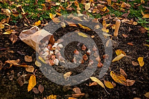 Planting tulip bulbs in a flower bed during a beautiful sunny autumn afternoon. Growing tulips. Fall gardening.