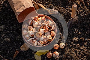 Planting tulip bulbs in a flower bed during a beautiful sunny autumn afternoon. Growing tulips. Fall gardening.