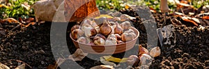 Planting tulip bulbs in a flower bed during a beautiful sunny autumn afternoon. Growing tulips. Fall gardening.