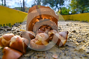 Planting tulip bulbs in a flower bed during a beautiful sunny autumn afternoon. Growing tulips. Fall gardening.