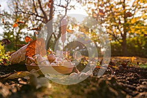 Planting tulip bulbs in a flower bed during a beautiful sunny autumn afternoon. Growing tulips. Fall gardening jobs.