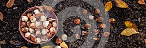 Planting tulip bulbs in a flower bed during a beautiful sunny autumn afternoon. Growing tulips. Fall gardening jobs.