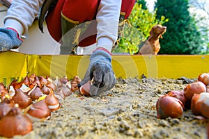 Planting tulip bulbs in a raised flower bed during a beautiful sunny autumn afternoon.