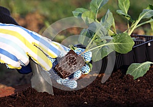 Planting vegetable plants