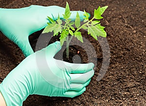 Planting vegetable seedling tomato plant. Background.