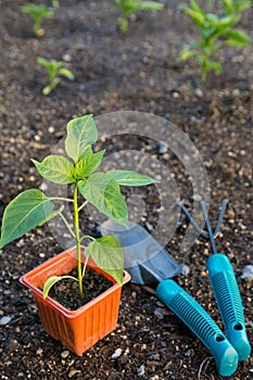 Planting vegetables