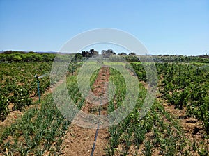 Planting vegetables (chives) in an irrigated area in northeastern Brazil photo