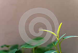 Planting vegetables in condominiums