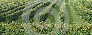 Planting of vineyards for the production of txakoli wine in Oiartzun, Euskadi