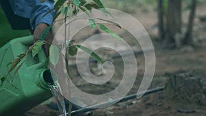 Planting and watering a durian tree.