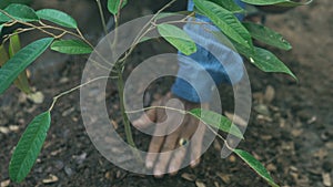 Planting and watering a durian tree.