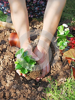 Planting wax begonia