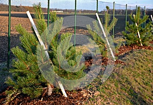 Planting a windbreak with coniferous pine trees. trees in a row in the bark of a mulch flowerbed. fixed with a strap to the pole.