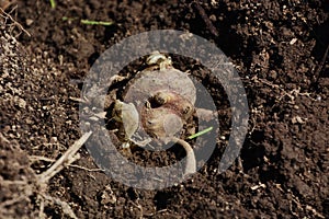 Planting of Yacon