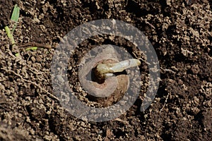 Planting of Yacon