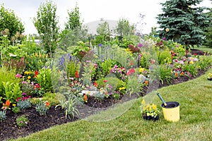 Planting yellow celosia in a colorful garden