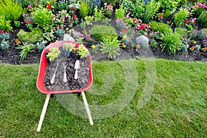 Planting yellow celosia in an ornamental flowerbed photo