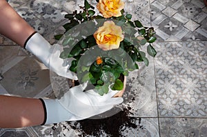 Planting a yellow rose in a flowerpot