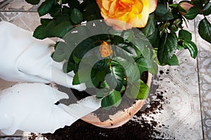 Planting a yellow rose in a flowerpot