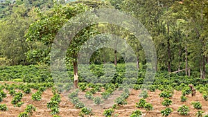 Planting young coffee trees in the Poas Volcano region, Costa Rica