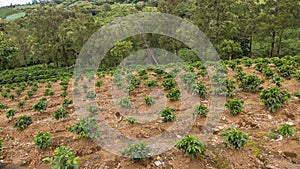 Planting young coffee trees in the Poas Volcano region, Costa Rica