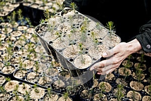 Planting young coniferous trees in the forest.