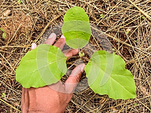 Planting a young eggplant tree
