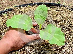 Planting a young eggplant tree
