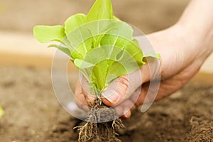 Planting young lettuce plant in Garden