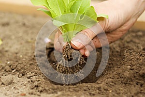 Planting young lettuce plant in Garden