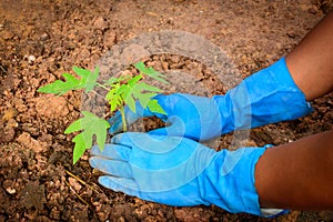 Planting a young papaya tree