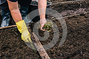 Planting young plants in the ground. A farmer is planting seedlings in a greenhouse. Work on the plantation for the cultivation of