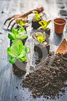 Planting young seedlings of lettuce in vegetable raised bed