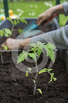 Planting young tomato plants