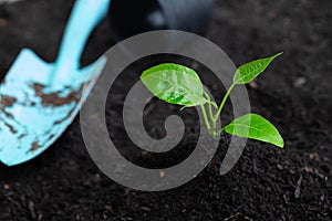 Planting young tree green grow with shovel and pot placed on side on black soil background.